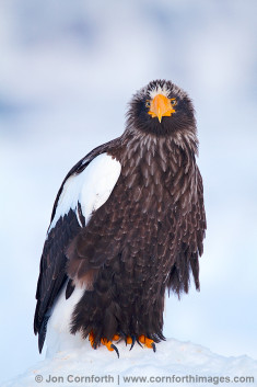 Steller's Sea Eagle 35