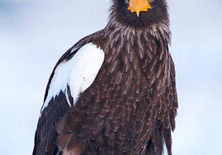 Steller's Sea Eagle 35