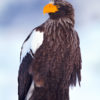 Steller's Sea Eagle 36