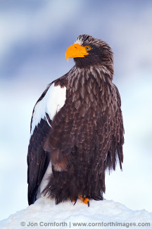 Steller's Sea Eagle 36