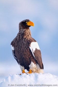 Steller's Sea Eagle 37
