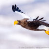 Steller's Sea Eagle 39