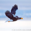 Steller's Sea Eagle 8