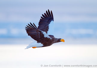 Steller's Sea Eagle 8
