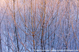 Tsurui Frost Covered Branches 1