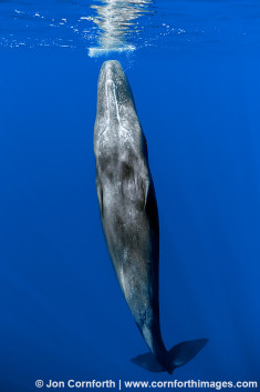 Kona Sperm Whale 1