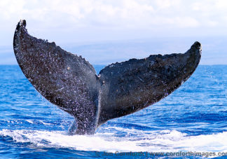 Kona Humpback Whale Tail 1