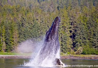 Humpback Whale Breach 203