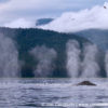 Humpback Whale Blow 40