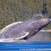 Humpback Whale Breach 205