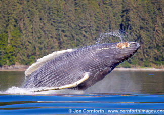 Humpback Whale Breach 205