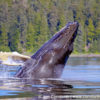 Humpback Whale Breach 206