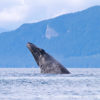 Humpback Whale Breach 207
