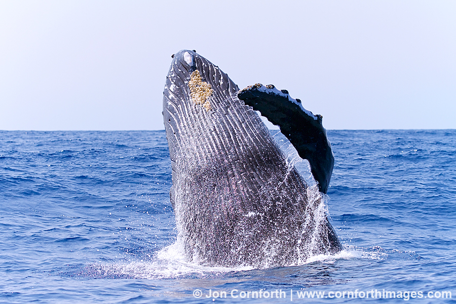 Humpback Whale Breach 209