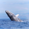Humpback Whale Breach 210