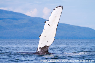Humpback Whale Pectoral Fin 20