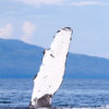 Humpback Whale Pectoral Fin 21