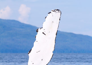 Humpback Whale Pectoral Fin 21