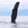 Humpback Whale Pectoral Fin 22