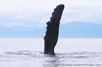Humpback Whale Pectoral Fin 22