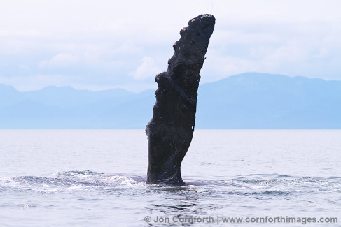 Humpback Whale Pectoral Fin 22 Photo, Picture, Print | Cornforth Images