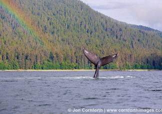 Humpback Whale Tail Rainbow 1