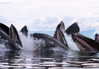 Humpback Whales Bubble Feeding 201