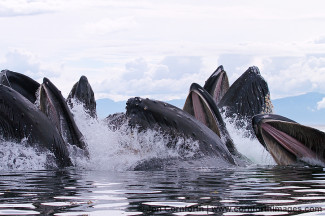 Humpback Whales Bubble Feeding 202