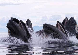 Humpback Whales Bubble Feeding 203