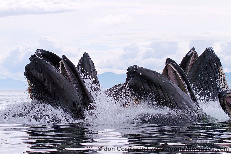 Humpback Whales Bubble Feeding 203