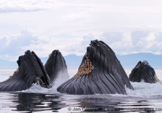 Humpback Whales Bubble Feeding 204