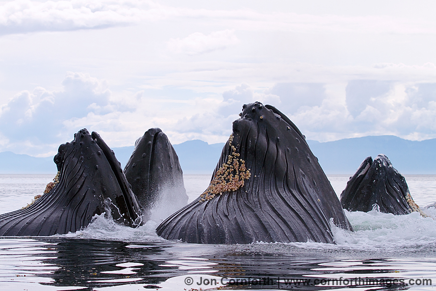 Humpback Whales Bubble Feeding 204
