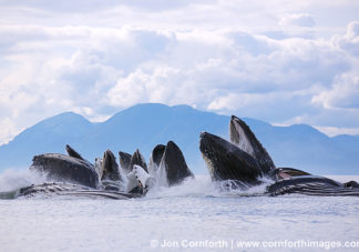 Humpback Whales Bubble Feeding 205