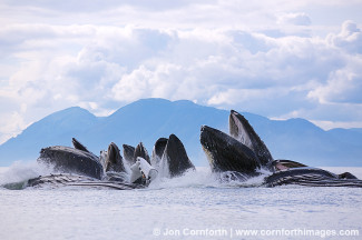 Humpback Whales Bubble Feeding 205