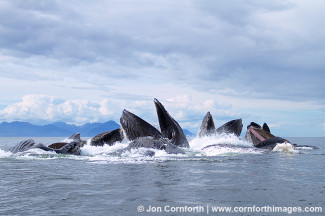 Humpback Whales Bubble Feeding 206