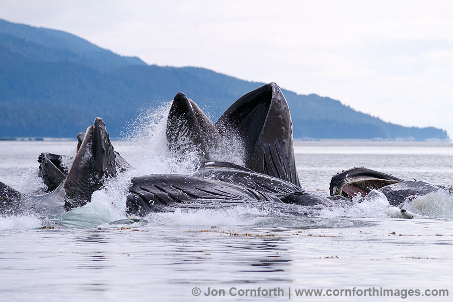 Humpback Whales Bubble Feeding 207