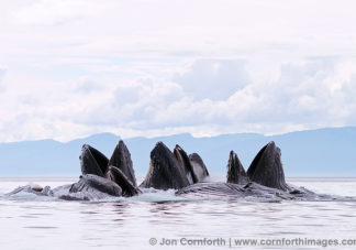 Humpback Whales Bubble Feeding 208