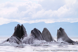 Humpback Whales Bubble Feeding 210