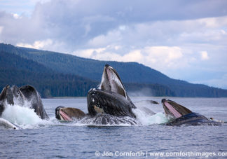Humpback Whales Bubble Feeding 213