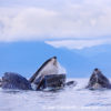 Humpback Whales Bubble Feeding 216