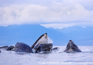 Humpback Whales Bubble Feeding 216