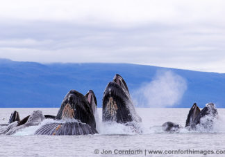 Humpback Whales Bubble Feeding 218