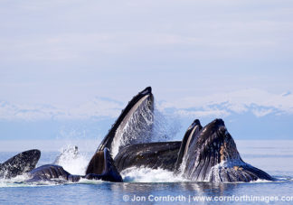 Humpback Whales Bubble Feeding 220
