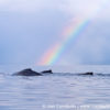 Humpback Whales Rainbow 1