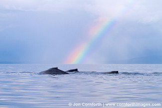 Humpback Whales Rainbow 1