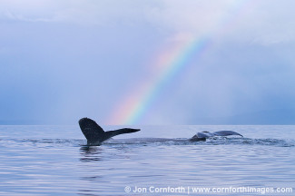 Humpback Whales Rainbow 2