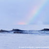Humpback Whales Rainbow 3
