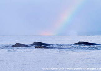 Humpback Whales Rainbow 3