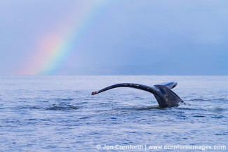 Humpback Whales Rainbow 4