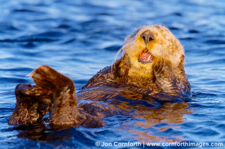 Sooke Sea Otter 1